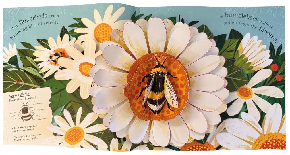 Minibeasts - Pop - up (Board Book) - Acorn & Pip_Bookspeed