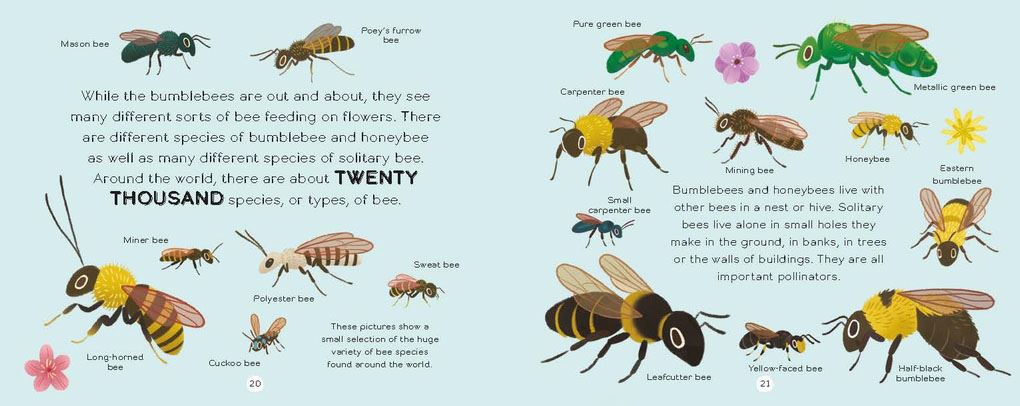 One Bee in Billions (HB) - Acorn & Pip_Bookspeed