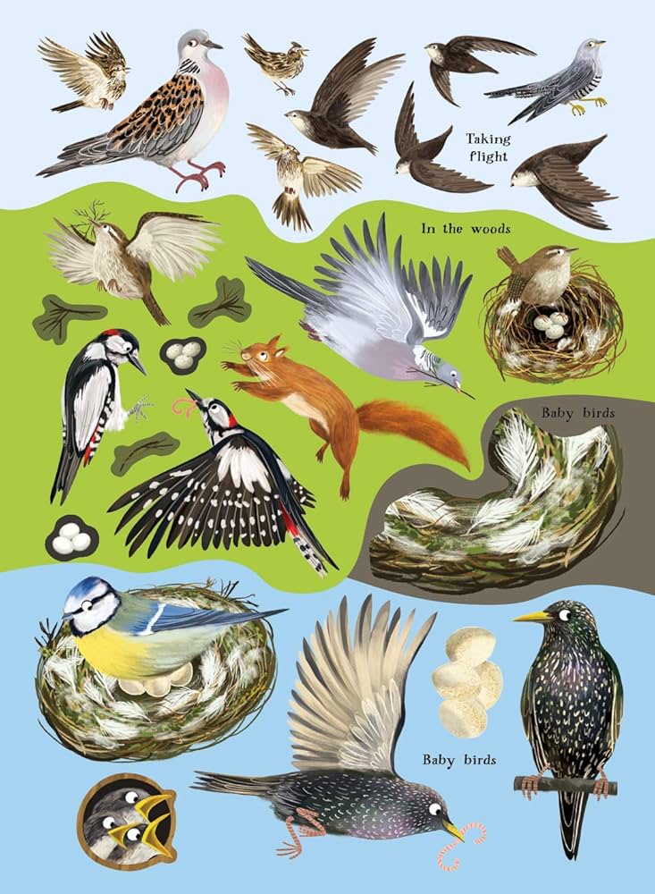 Robins, Wrens & other British Birds - Acorn & Pip_Bookspeed